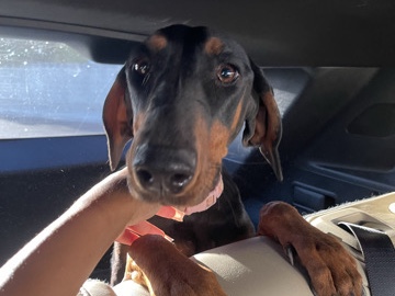 Doberman Pinscher – Energetic Doberman Pinscher – 1 Year Old – Las Vegas