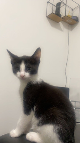 American Bobtail – cute black and white kitten for sale with all necessities included