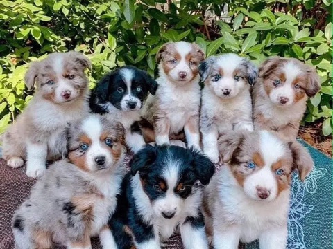 Australian Shepherd – Adorable Australia shepherd puppies Available – Philadelphia