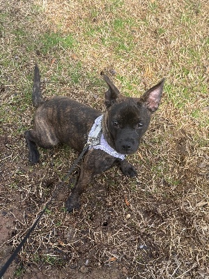 Boston Terrier – Skylar needs new home ASAP – Forney