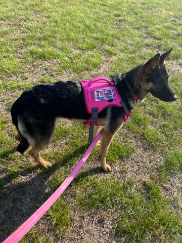 German Shepherd – German Shepherd