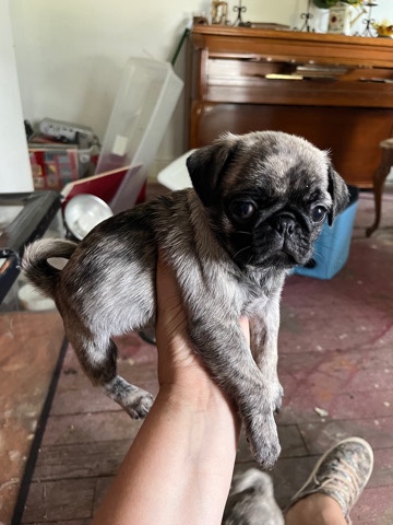 Pug – pugs