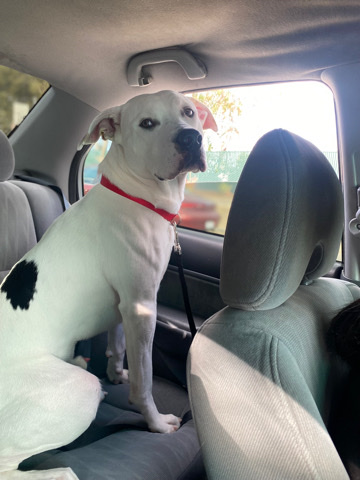 American Pit Bull Terrier – pit/lab looking for loving home