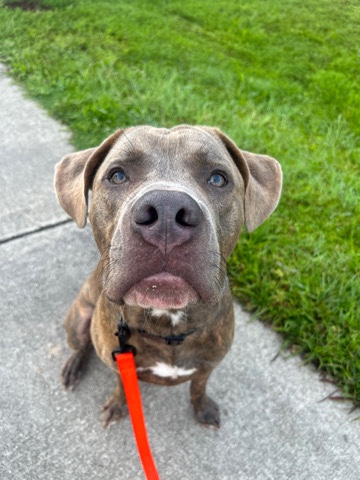 Cane Corso – Cane corso mix