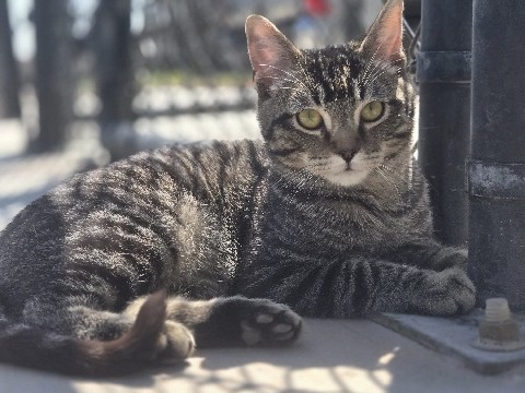 American Shorthair – Sweet American Shorthair Kitten – 21 Weeks Old – Fort Bliss