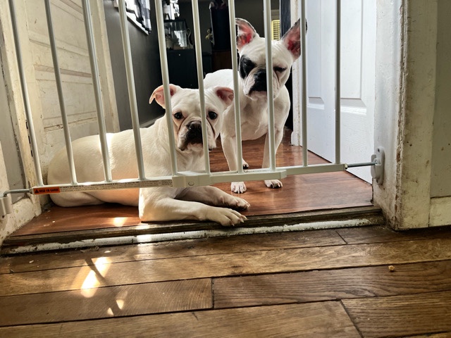 French Bulldog – sugar and Dottie – Wabash