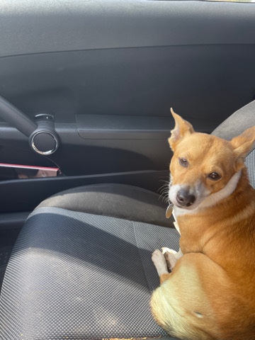Pembroke Welsh Corgi – Rylo jr.