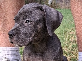 American Staffordshire Terrier – Adorable American Staffordshire Terrier Puppy – 7 Weeks Old – Grand Prairie