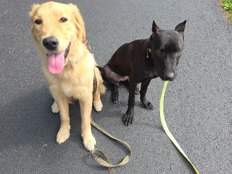 Mixed Breed – Friendly 6-Month-Old Mixed Breed Puppy in Richmond County – Richmond County