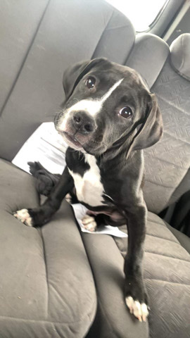 pit mix I need gone he is a very good Dog