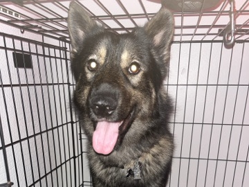 German Shepherd – Rehome Dog – Lenexa