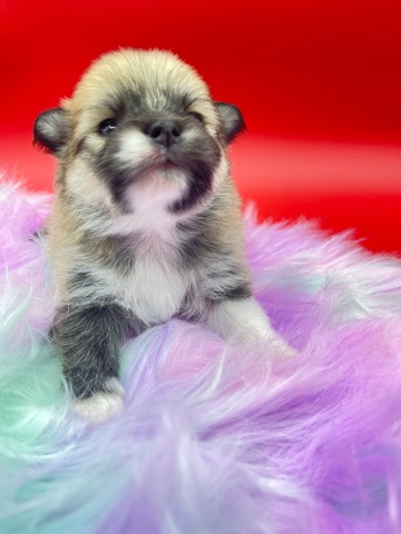 Pomeranian – Pomeranian female