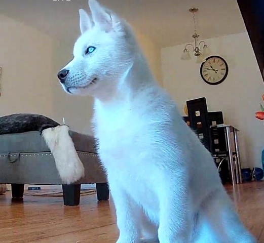 Siberian Husky – Siberian husky