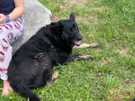 German Shepherd – German shepherd dog – Winterport