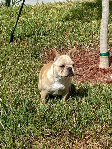 French Bulldog – 6 Month Old Female Up For Grabs
