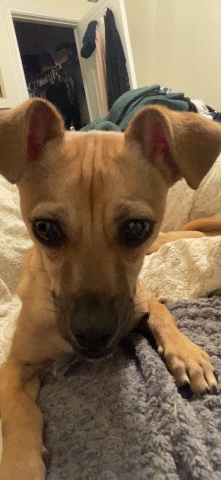 Chihuahua – Junior- Doggie