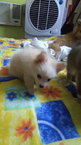 toy breed