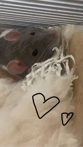 Any – nugget and Smokey need a loving home