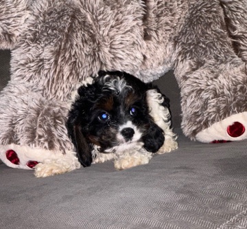 cavapoo puppy
