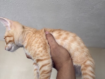 Cats for sale need gone ASAP – Dallas