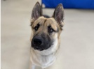 German Shepherd – 2 year old Male German Shepherd (fixed)