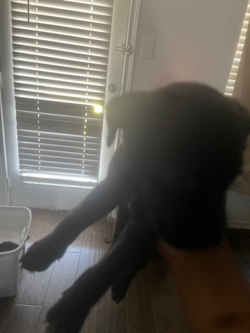 Golden Retriever – pit puppies