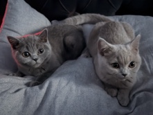 British Shorthair – bkh kitten – Neu-Ulm