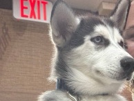 Siberian Husky – Siberian husky named blue – Creswell