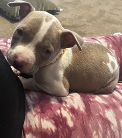 American Pit Bull Terrier – pitbull pup