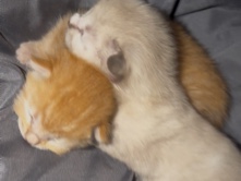 kitten – Los Angeles