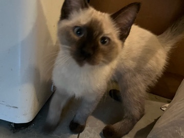 Siamese – Siames female cat NAMED: COCOA – Malden