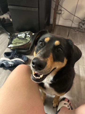 Australian Cattle Dog – Needs new home ASAP