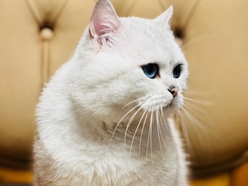 British Longhair - Deckkater  available for adoption in Erlinsbach SO