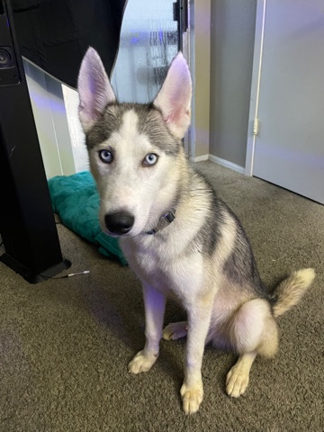 Siberian Husky – Hi my name is Shadow and I am 9 months.