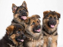 German Shepherd – Purebred German Shepherd Puppy – 2 Months Old in Pimpri-Chinchwad – PUNE