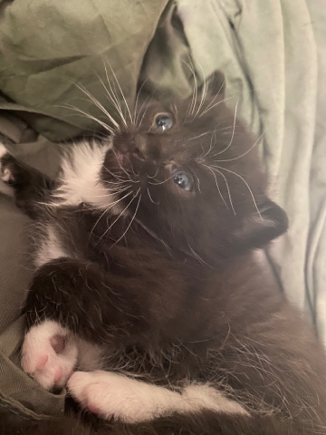 Bombay – Free Kittens