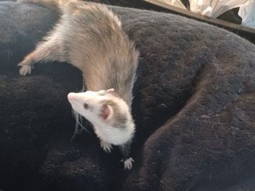3 ferrets 2 male 1 female – Sterling Heights