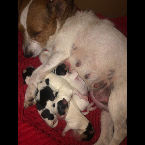 Jack Russell Terrier – 4 Jack Russell puppies for sale