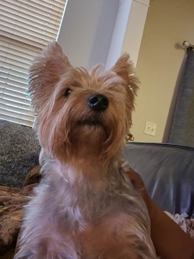 Yorkshire Terrier – Yorkshire Terrior for SALE