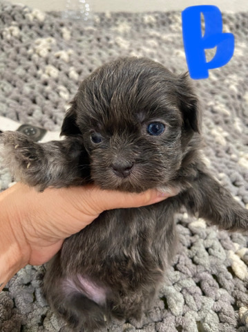 Shih Tzu – Shitzuh mix