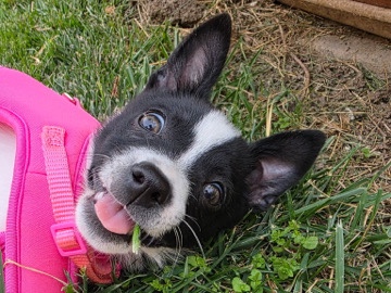 Russell Terrier – Energetic Russell Terrier Puppy – 11 Weeks Old – Temecula