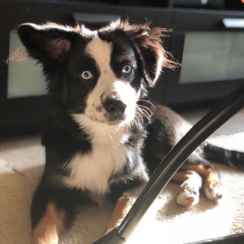 Miniature Australian Shepherd – Handsome Mini Aussie!