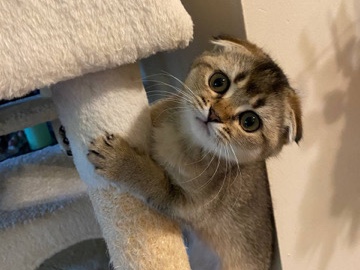 Scottish Fold – Scottish fold – Eden Prairie