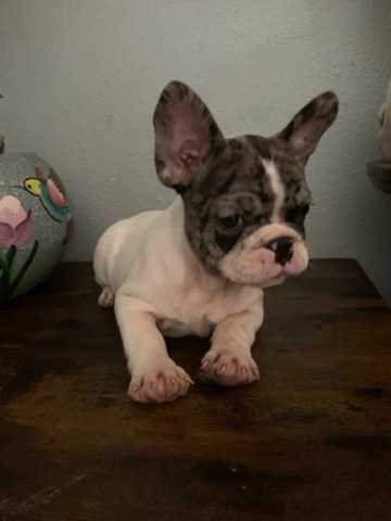 French Bulldog – Sprinkles