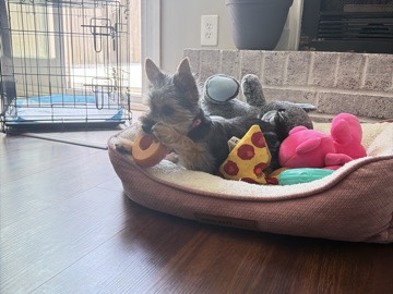 Yorkie Poo – baby girl yorkie – Virginia Beach