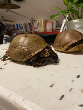 2 domesticated tortoises need a home