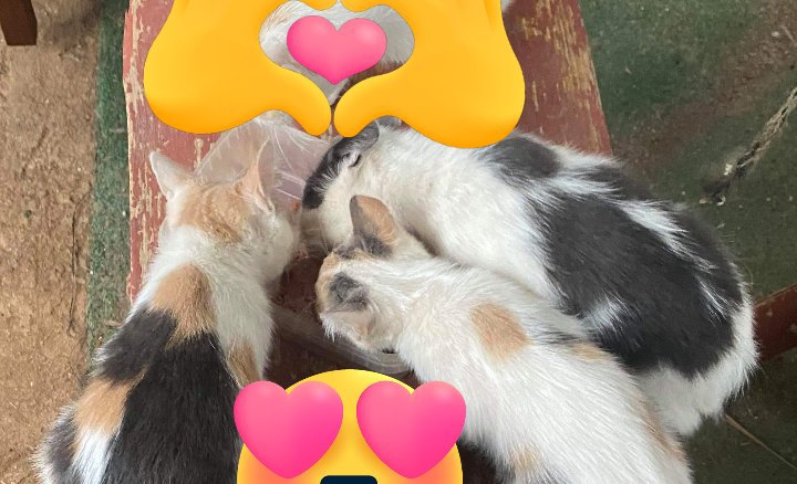 American Shorthair – kitties for sale