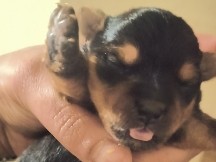 Yorkshire Terrier – Yorkshire terriers – Clovis