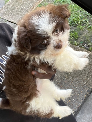Shih Tzu – Baby Cookie