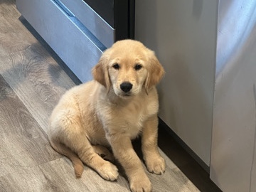 Golden Retriever – Meet Rio 2.5-Month-Old Golden Retriever Puppy Looking for a Loving Home 🐶💛 – New York
